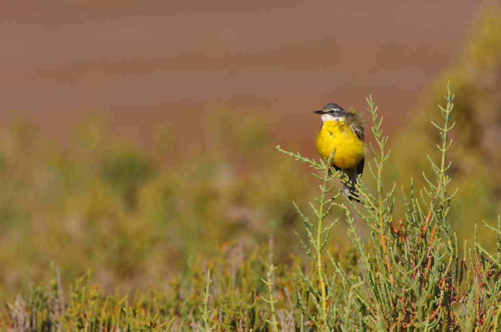 Imagen 7 de la galería de Lavandera boyera - Western Yellow Wagtail